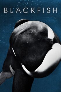 دانلود فیلم Blackfish 2013 بدون سانسور با پخش آنلاین دانلود فیلم Blackfish 2013 بدون سانسور با پخش آنلاین