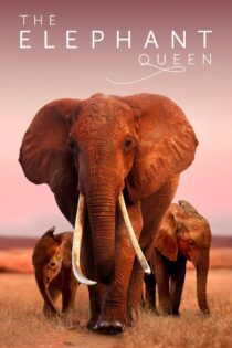 دانلود فیلم The Elephant Queen 2018 بدون سانسور با پخش آنلاین دانلود فیلم The Elephant Queen 2018 بدون سانسور با پخش آنلاین
