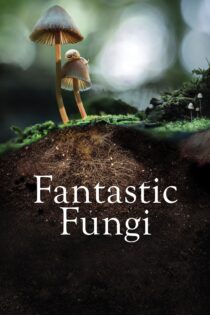 دانلود فیلم Fantastic Fungi 2019 بدون سانسور با پخش آنلاین دانلود فیلم Fantastic Fungi 2019 بدون سانسور با پخش آنلاین