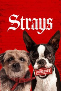 دانلود فیلم Strays 2023 بدون سانسور با پخش آنلاین دانلود فیلم Strays 2023 بدون سانسور با پخش آنلاین